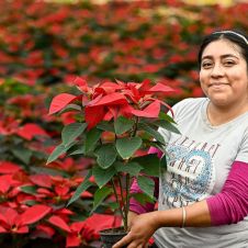 Nochebuenas llenan de color hogares morelenses