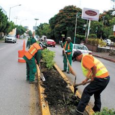 Trabajos. Las cuadrillas se enfocaron en la remoción de maleza, además de que se reemplazaron más de 200 árboles plantados.