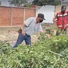 Realizan limpieza y poda de árboles en escuelas de Cuautla