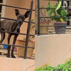 perro famelico cuernavaca.png