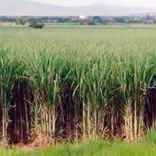 La caña de Morelos, de las mejor pagadas en el país: Sedagro