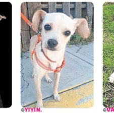 Mi mascota: Puedes estar seguro que eres amado