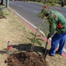 arboles cuernavaca.jpg