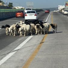 borregos paso express.jpg