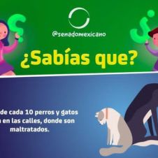 mascotas_26-11-20.jpg