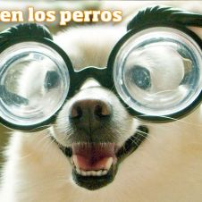perros-vista.jpg