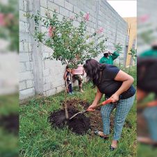 4-Reforestacion_result.jpg