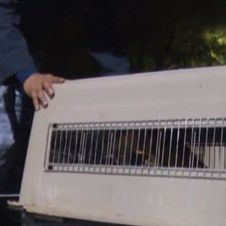 Rescatan alrededor de 100 perros atrapados en casa de CDMX.jpg