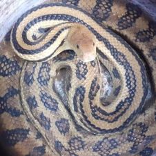 piton cuernavaca.jpg