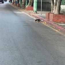 cadaver peludito.jpg