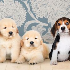 Estas son las 10 razas de perros más longevas que te acompañarán durante años