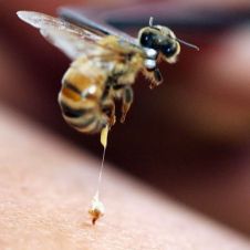 El veneno de abeja ayuda al sistema inmunológico de personas con VIH