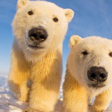 oso-polar.jpg