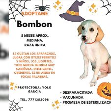 mascotas-adopcion-061121.jpg