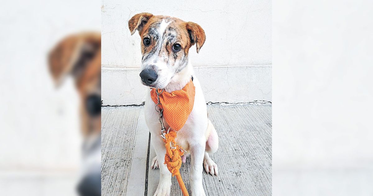 Mi mascota: ayuda a tu can a superar el duelo