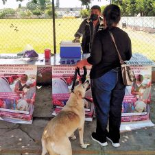 9-Perros.jpg