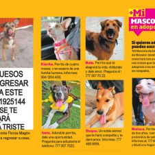 MASCOTA-I.jpg
