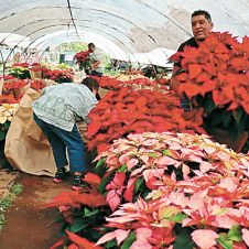 6-Noche-Buena.jpg