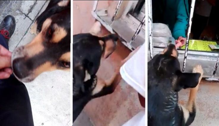 perrito_1.jpg